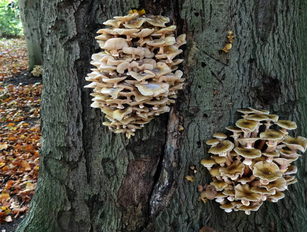 istock Autumn in the Netherlands 1437325100