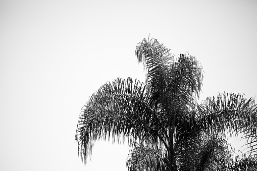 Palm leaves on white sky