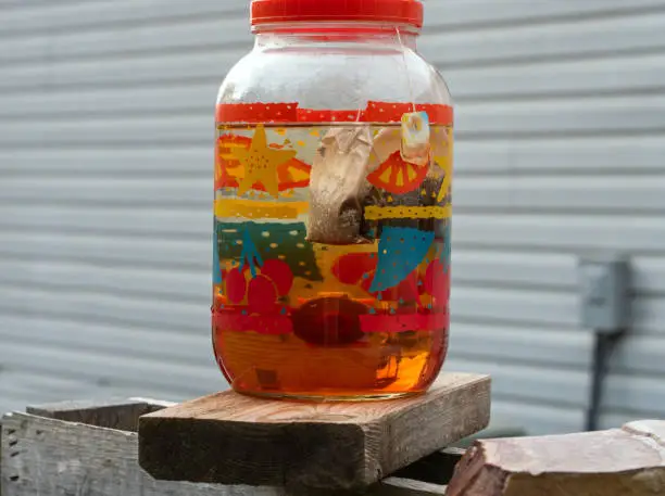 Photo of Home made sun tea is brewing