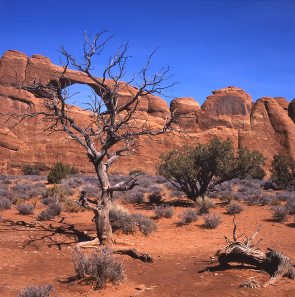 Delicate Arch is a free-standing natural arch located in Arches National Park. It is a widely recognized landmark near Moab. The arch formed from sandstone has been form from weathering and erosion.