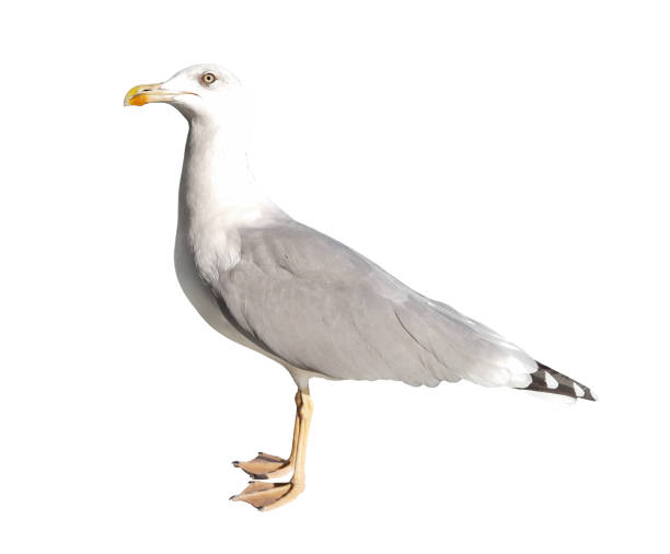 istock Seagull standing on its feet, seabird, close-up isolated on white background with clipping path. 1437327061