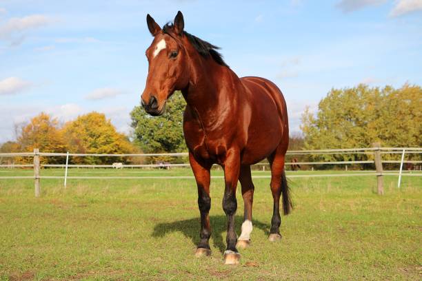 istock a beautiful brown quarter horse is standing on the paddock 1437327378