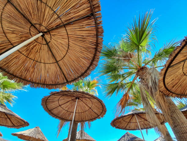 istock Palm trees and bamboo sunshades on the beach, bottom view. 1437327397