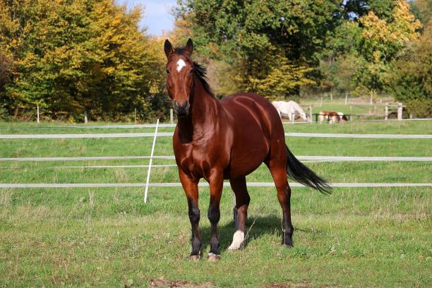 istock a beautiful brown quarter horse is standing on the paddock 1437327580