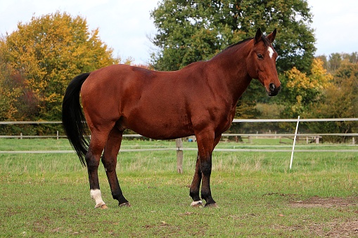 beautiful brown quarter horse is standing on the paddock