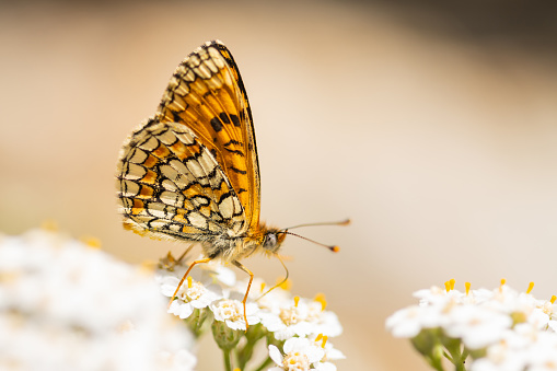 Fritillaria provenzal (Melitaea deione), drinking nectar on white flower with out-of-focus background.