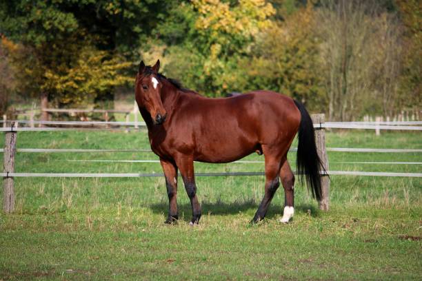 istock a beautiful brown quarter horse is standing on the paddock 1437328073