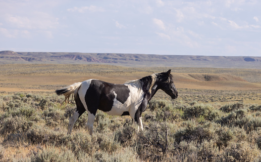 a beautiful wild horse in summer in the Wyomign desert