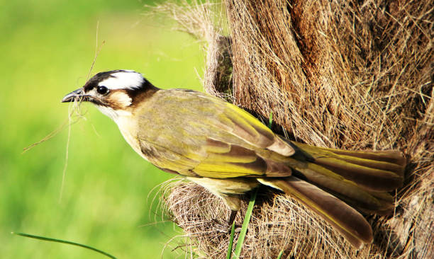 istock Beautiful China wildlife picture 1437328851