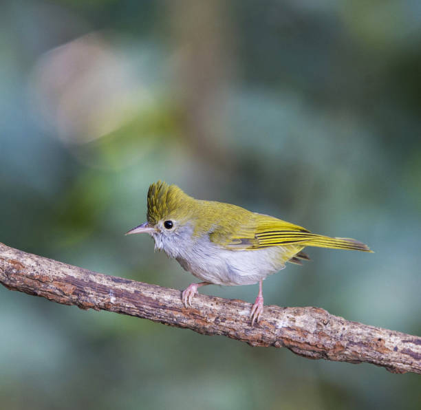 istock Beautiful China wildlife picture 1437329141