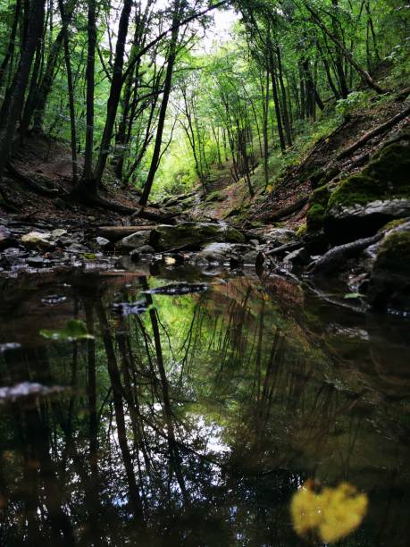 istock Vertical shot of trees in forest reflected in the water 1437329819