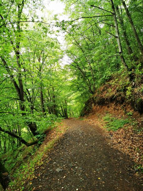 istock Vertical shot of a beautiful trail in forest 1437329824