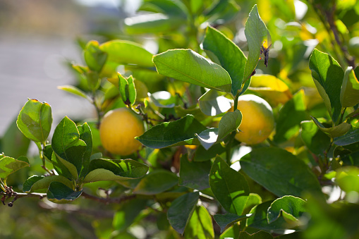 Lime in the tree