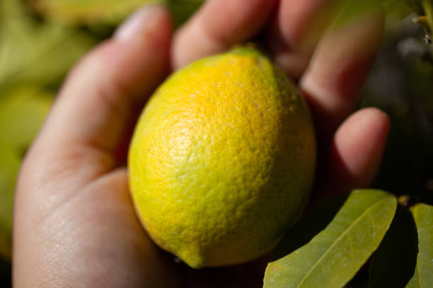 limão na mão #3 - close up women horizontal citrus fruit - fotografias e filmes do acervo