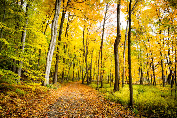 istock Beautiful forest with its colorful autumn colors 1437334034