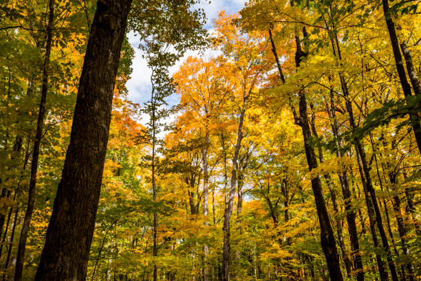 istock Beautiful forest with its colorful autumn colors 1437334271