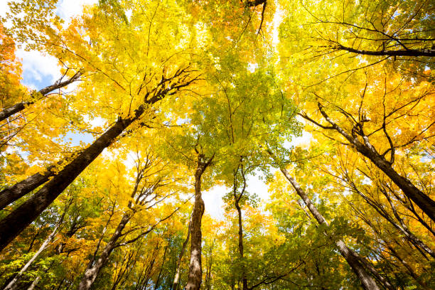 istock Beautiful forest with its colorful autumn colors 1437334277