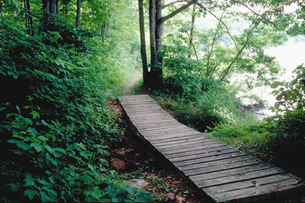 A Wooden Foot Bridge in the Woods stock photo