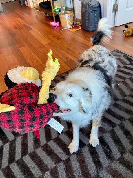 istock Happy Australian Shepherd playing tug of war 1437334371