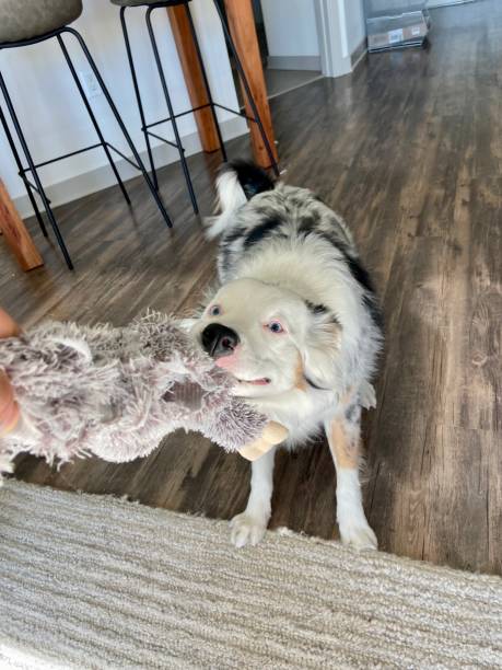 istock Happy Australian Shepherd playing tug of war 1437334407