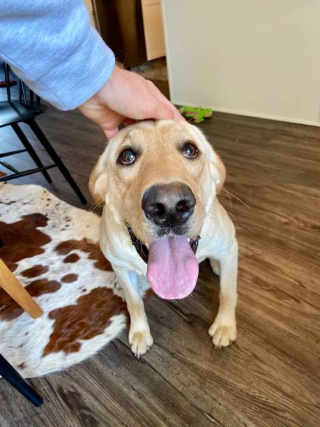 istock Happy Labrador Retriever getting pet on the head 1437334746