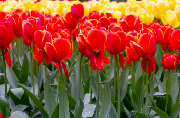 istock Tulip red and yellow flowers field 1437335970