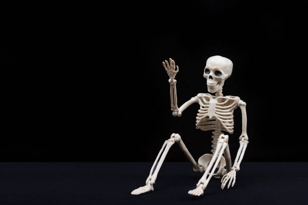 A fake human skeleton sitting on a black background and pointing with his hands at an empty space. Halloween