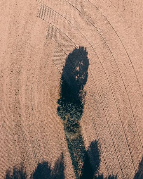 istock Vertical drone shot of a tree with a shadow in the field 1437337473
