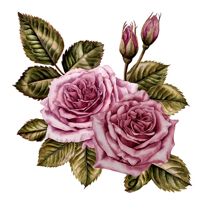 Watercolor pink roses and green leaves made in the technique of botanical illustrations. Design for Valentine's Day, wedding, mother's day, birthday, stickers. Elements isolated on white background.