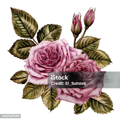 istock Watercolor pink roses and green leaves made in the technique of botanical illustrations. 1437337494