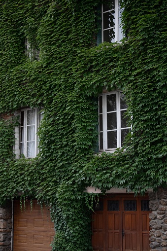 A vertical shot of a facade of building covered by green leaves