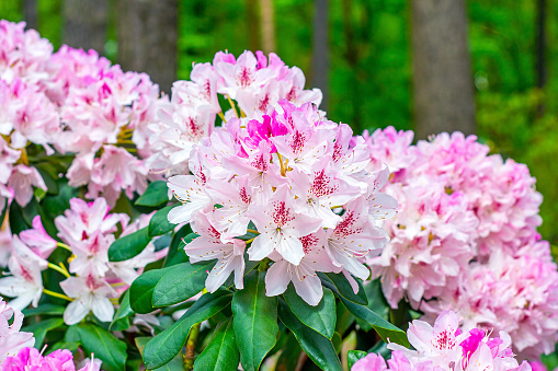 Bright pink Rhododendron hybridum Cheer flowers with leaves in the garden in summer.