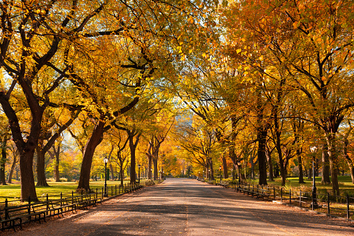 istock Paseo del Poeta en Central Park en colores de follaje otoñal. Manhattan, Nueva York 1437339341