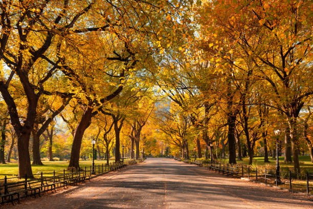 passeggiata del poeta a central park in pieno colori di fogliame autunnale. manhattan, new york city - central park foto e immagini stock