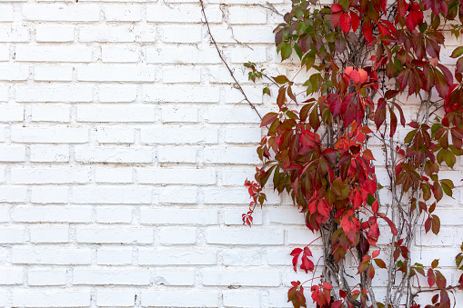 Red fall leaves on white brick wall for wallpaper - background texture