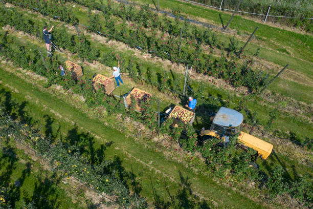 Farmers picking apples in the orchard and loading them into trailers pulled by a tractor viewed directly from above.