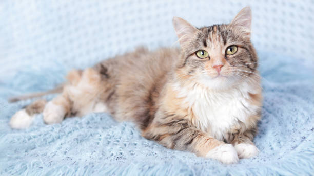 istock Cat rests on a blue blanket. Pets. Cute Cat  looking at the camera. Beautiful Kitten rests. Cat close-up. Kitten with big green eyes. Pet. Without people. Copy space. Animal background. Pet care. 1437341770