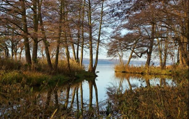 istock Beautiful view of trees reflected in the water 1437341809