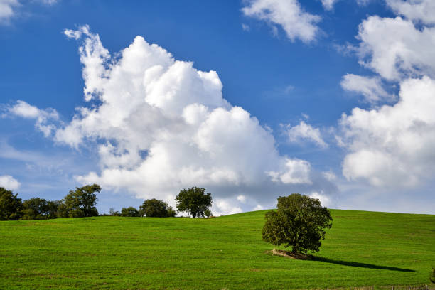 istock Rural landscape with a tree on a hillside in Tuscany 1437342780