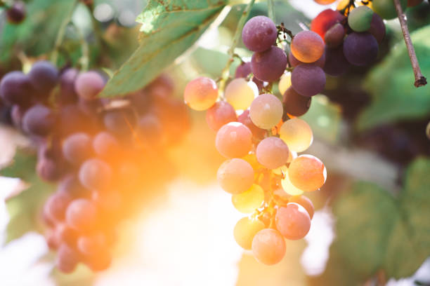 istock Blue grapes in a vineyard at sunset, toned image 1437345423