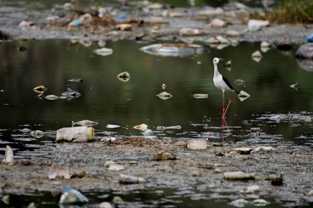 istock Black-winged stilt (Himantopus himantopus) wading in water 1437345446
