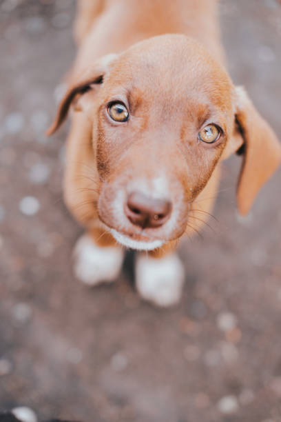 istock sad puppy on the street 1437345488