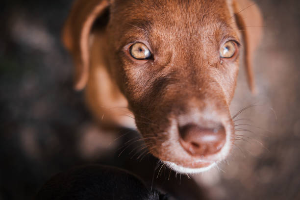 istock sad puppy on the street 1437346050