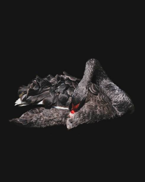 istock Black swan isolated on dark background 1437348302