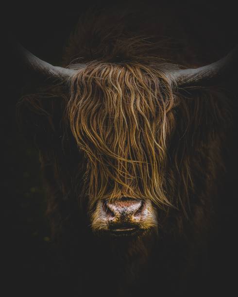 istock Scottish highland cattle isolated on black background 1437349830