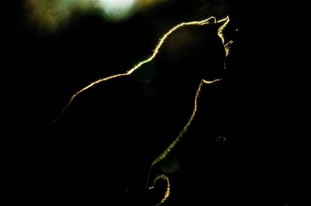istock Silhouette of a cat sitting on a surface 1437349832