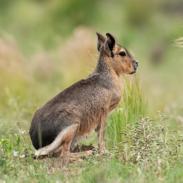 kawior patagoński w środowisku trawiastym pampas, prowincja la pampa, , patagonia , argentyna - rezerwat przyrody zdjęcia i obrazy z banku zdjęć