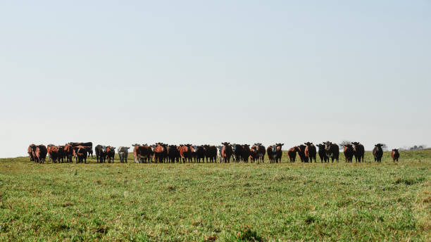 istock Countryside landscape with cows grazing 1437350620