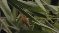 istock giant bush cricket large katydid hiding in leaves 1437351923