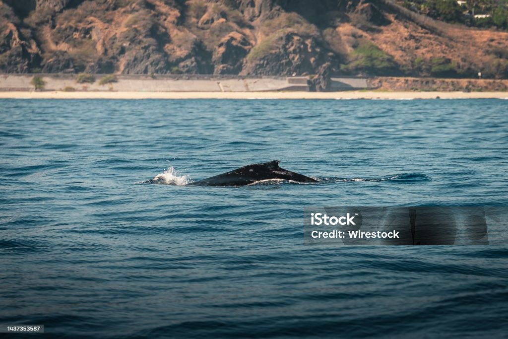 View of the back of a big fish in a deep ocean A view of the back of a big fish in a deep ocean Abstract Stock Photo